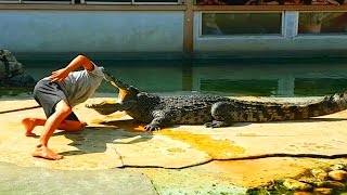 🐊 Гигантский аллигатор. Кормим крокодилов. 🐊 Гигантский аллигатор. Кормим крокодилов.