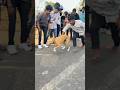 Dog race kolhapur || kolhapur dog racing|| dog racing maharastra|| #shortsvideo #youtubeshorts