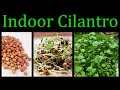 How to grow cilantro coriander indoors   the definitive guide