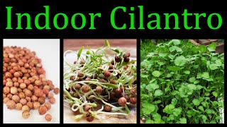 How To Grow Cilantro (Coriander) Indoors - The Definitive Guide