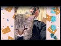 こまり、おしり!おしり!🤣甘え方が独特なこまり🐾 #猫 #cat #かわいい