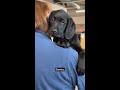 Say hello to Sunny, Stanley and Buzz, our newest Sponsor a Puppy recruits! 👋 #GuideDogs #Shorts