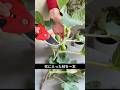 枝1本で育つ！発根から新芽まで成功させる簡単な方法