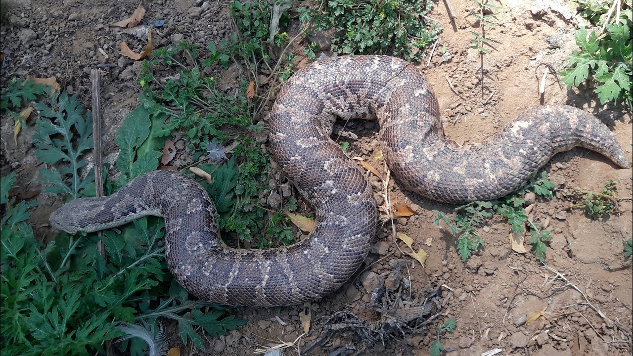 Indian common Sand boa snake भारत देश का सबसे शर्मिला और सुंदर दिखने