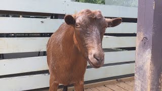 I Went To A Farm Animal Sanctuary!