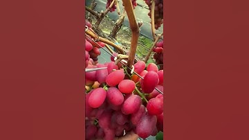 A simple smart scissor tool that helps harvest grapes from modern farming #shorts