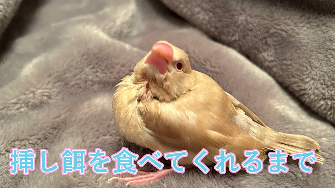 シナモン文鳥雛】挿し餌を食べない状態から食べてくれるようになるまで