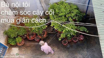 Nguyễn Quốc Đạt Vlog | Bà nội tôi chăm sóc cây cối mùa giãn cách
