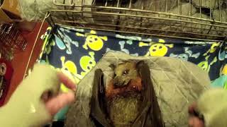 Celebrity Faerie Queen Mab part 2:  injured flying-fox in care on night 1 and day 2 Wealth