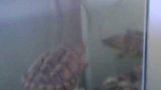 Snapping Turtle Eats Crawfish