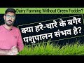 बगैर हरे -चारे के पशुपालन संभव है | Dairy farming without green fodder | Dairy farming in India