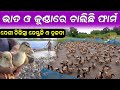       how to start duck farm in village