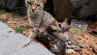 On Sundays, the cats are scattered about; there are far too many people