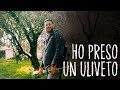 Il mio NUOVO ULIVETO! 105 piante di ulivi SECOLARI