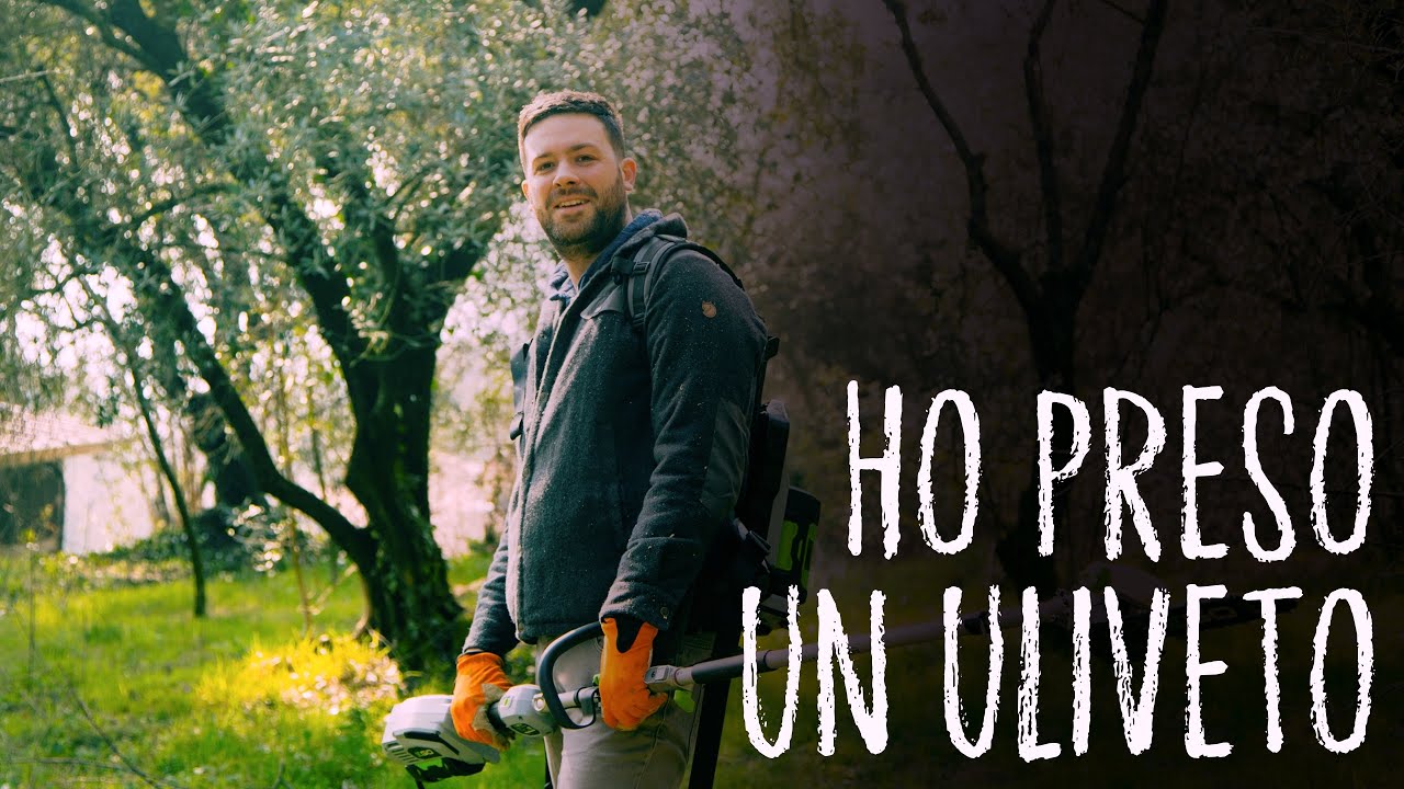 Il mio NUOVO ULIVETO! 105 piante di ulivi SECOLARI