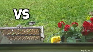 Duck vs Squirrel