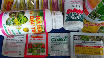 Chống rụng trái siêu to trái thời kỳ đầu khi trái quất cảnh  đang phát triển