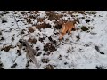 Belgian malinois puppy in slow motion
