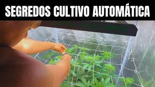 AUTO Seed Cultivation EP 4: SECRETS OF AUTOMATIC GROWING - CANNABIS MARIJUANA