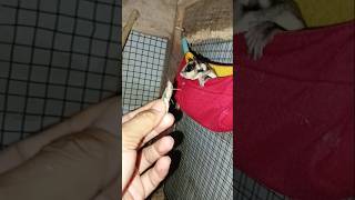 #sugargliders #feeding #exoticpets #animals #fyp