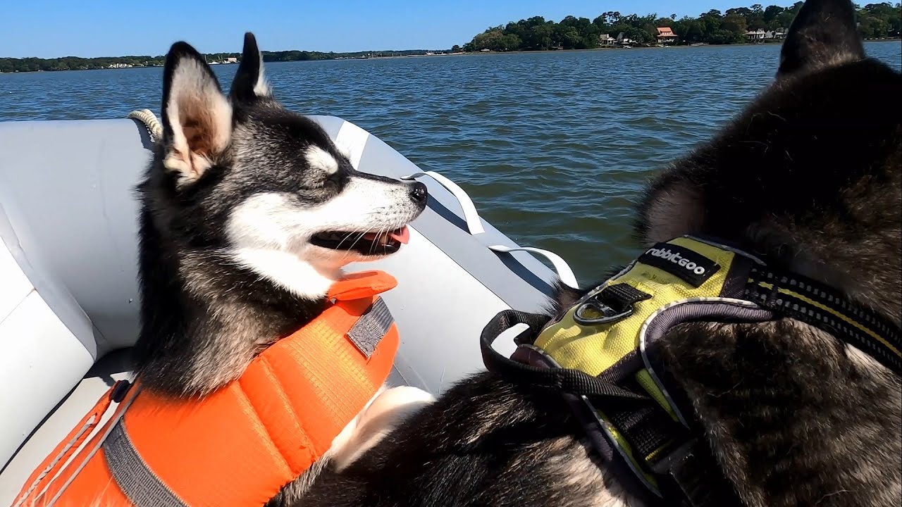 ⁣S03E21 - Pups in a Dingy, Dodging Dredging and a Runaway Sail