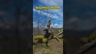 Ceviz geliyor geç kalma... #fruit #cevizlik #walnuts #tarım www.alidayioglu.com