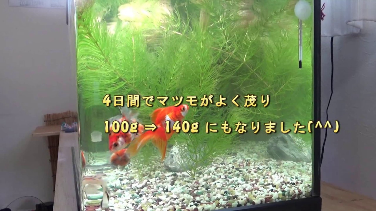 マツモの水質浄化能力を利用した水槽立ち上げ実験 マツモの水質浄化能力を利用した水槽立ち上げ実験