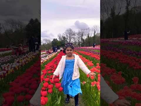 Cute kid in Tulip Garden 🌷😳🥰 #shorts #tiktok #london #uk #tulips #saruAathish