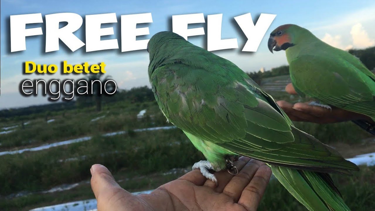 Test Free fly betet enggano setelah lama vakum