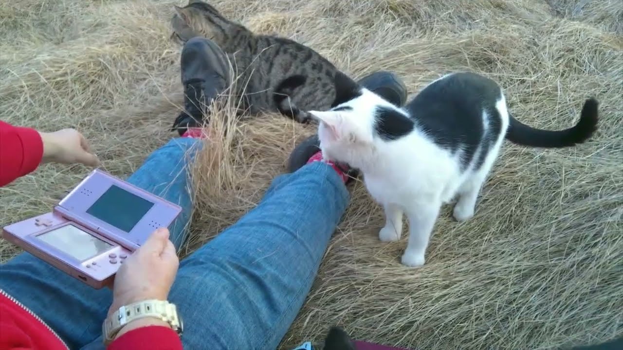 Chip And Scamper Were In A Tree, My Sister Played DS games With Kittens Around And ChipChasedHisTail