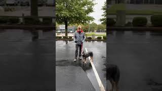 Day 227   Walking Your Dog in the Rain screenshot 1
