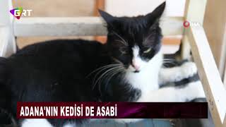 Adananın Kedisi De Asabi