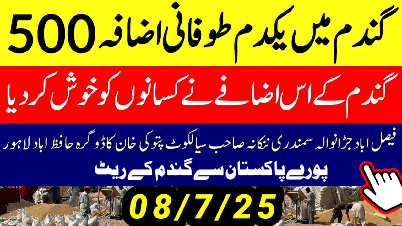 Wheat Support Final Price In Punjab 2025 ll Gundam Rate Today l گندم کا ...