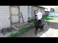 Приехали из города  Игнатий, Фрося и Нестор  с собакой.  05. 06. 2018