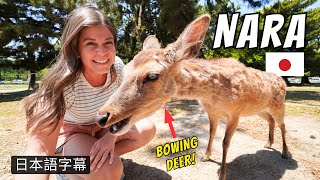 Day Trip from Osaka to Nara to Feed Japan's Famous Deer by Nicole and Mico 23,971 views 5 months ago 16 minutes