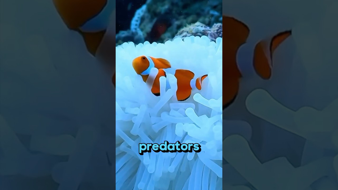 Why this fish swim towards you  #animalfacts #animals #anifacts