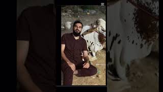 Mustafa hanif 2k26 qurbani janwar