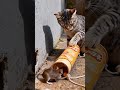 狡猾なネズミはネコの罠にかかった。#catlife #funny #orangecat#cute #cat #mouse 🐹🐱🐹#mousemurah
