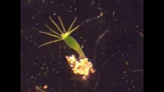 Hydra feeding on Artemia nauplii