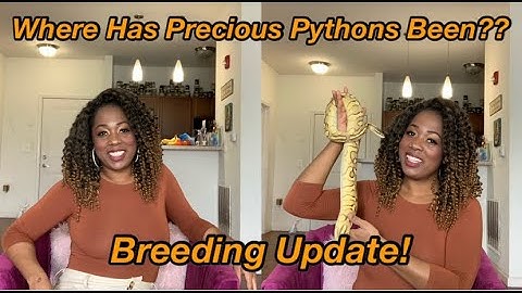BREEDING PLANS 2021 | BALL PYTHON BREEDING | PRECIOUS PYTHONS