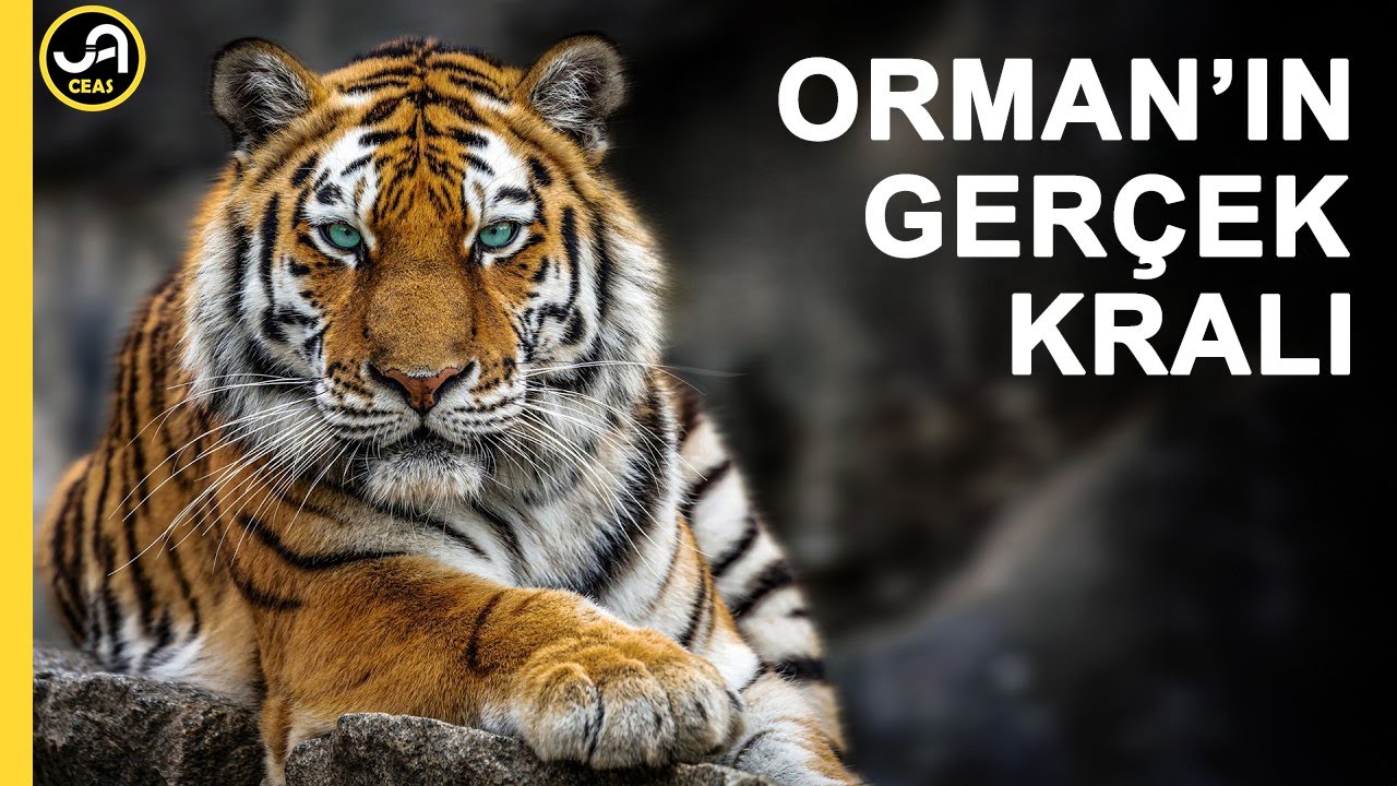 Kaplan: Ormanın Gerçek Kralı | Kedi Ailesinin En Büyüğü