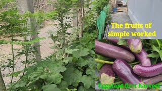 #leonardodeguerto #eggplant || First harvest for sinigang