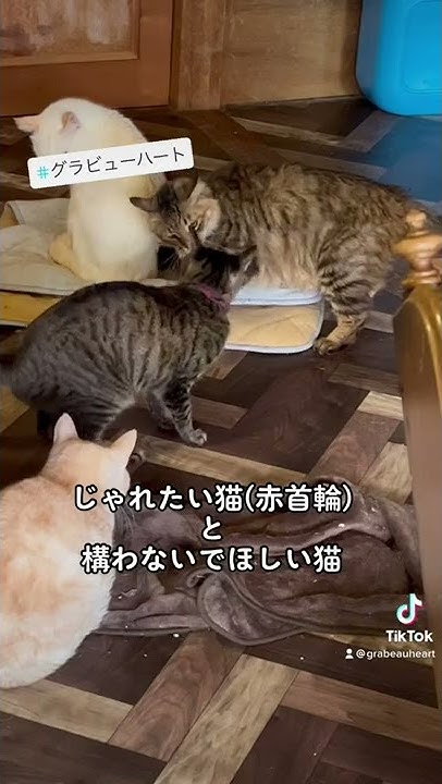 グラビューハート 保護猫シェルター Youtube