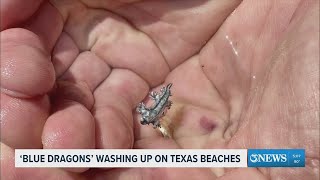 'Blue Dragons' washing up on Texas beaches