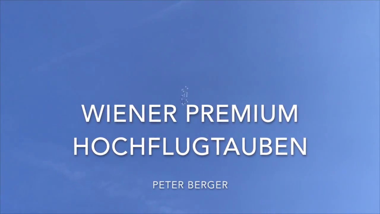 Wiener Premium Hochflugtauben bei Peter Berger