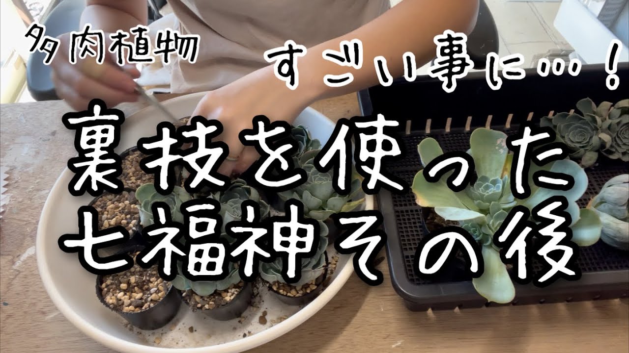 七福神　⑤  多肉植物 七福神 ⑤ 多肉植物 Succulents] Three tips for growing and