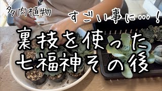 Succulents] Secret tips to survive the summer Seven Lucky Gods