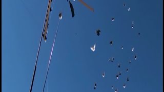 Николаевские голуби в Саратове  июль  +28 ветер 3 м/сек