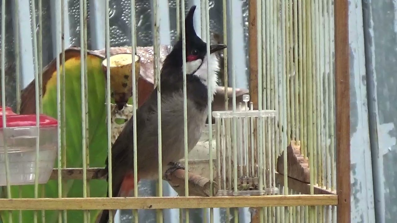 mào đá bộ to chim thuần hơn 1 năm lồng gốc Lạng Sơn... - youtube