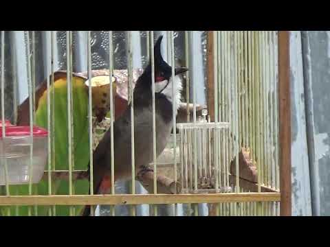 Video mào đá bộ to chim thuần hơn 1 năm lồng gốc Lạng Sơn... - youtube